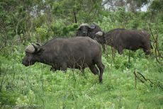 Afrikanischer Büffel (42 von 102).jpg